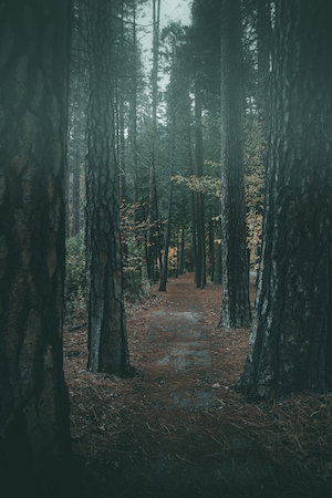 Туманная прогулка, туманный лес изнутри, зеленый лес изнутри, стволы деревьев, мох, сосны, туманная лесная тропинка 