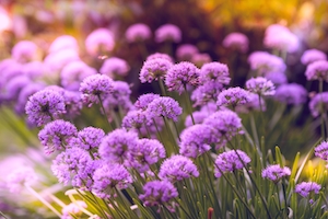 Фиолетовые цветы, крупный план 