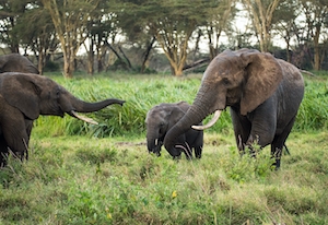 Слоны приветствуют друг друга на зеленом поле 