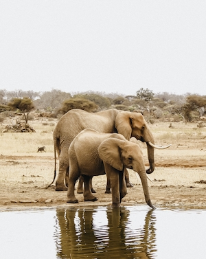 Два слона на водопое