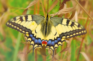 желтая пестрая бабочка, крупный план 