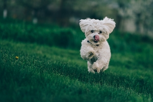 белая собака бежит по траве 