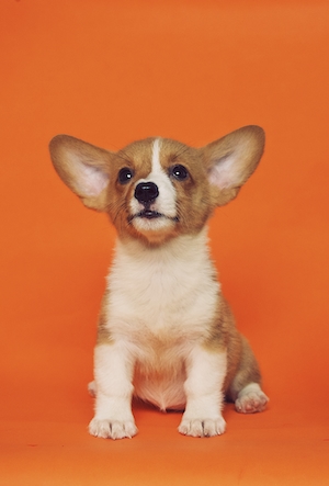Ушастый щенок на оранжевом фоне 