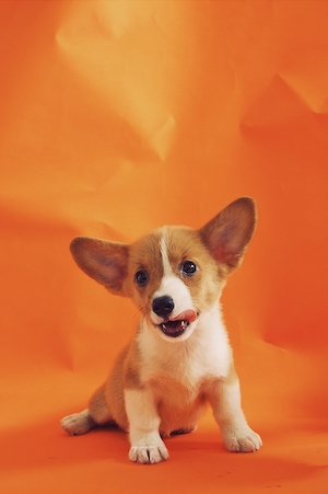 бело-рыжий щенок на оранжевом фоне 