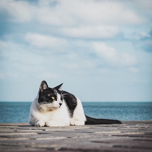 Кот лежит на фоне моря 