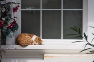 рыжий кот спит на белом подоконнике 