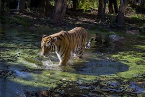 тигр идет по воде 