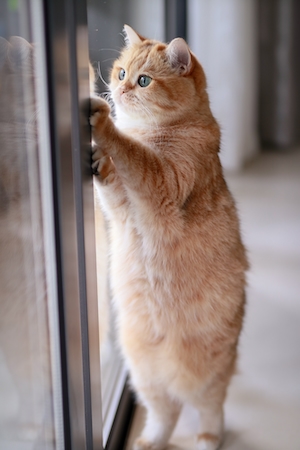 рыжий кот стоит на задних лапах и смотрит в окно 