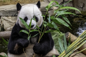 панда есть бамбуковые листья 