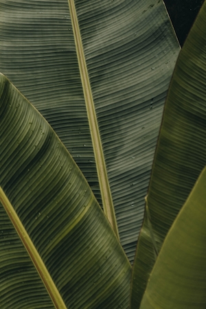 Пальмовый лист