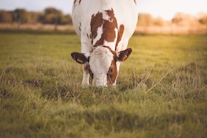 корова есть траву на поле 