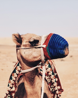 Верблюды на Аравийском полуострове