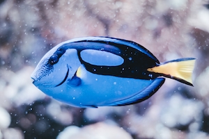 пестрая голубая рыбка, крупный план, вид сбоку 