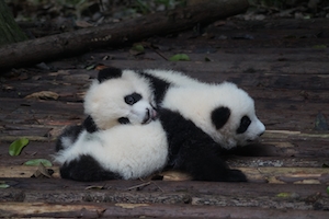 два новорожденных панды спят на деревянном мостике 