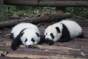 два новорожденных панды лежат на деревянном мостике 