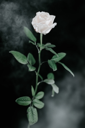 Белая роза, крупный план 