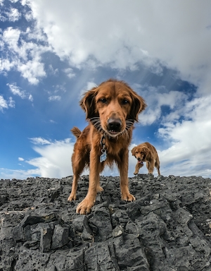 две собаки на скале 