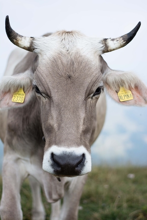 белая корова с желтыми бирками, крупный план, смотрит в кадр 