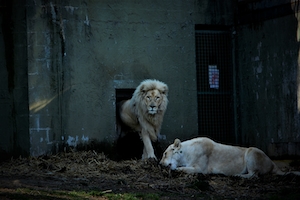 лев и львица в комнате 