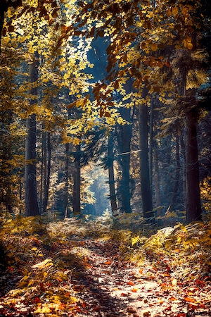 Осенний лес, тропинка в осеннем лесу 