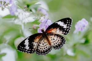 бабочка на цветке, крупный план 