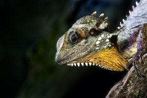 Макросъемка лесной рептилии, фото в профиль, крупный план 