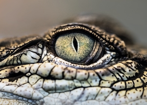 Крокодильий глаз