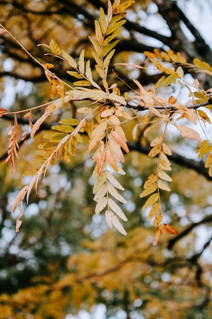 предметная съемка, крупный план, осенние листья рябины 