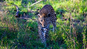 Снимок леопарда на сафари, идет по траве  
