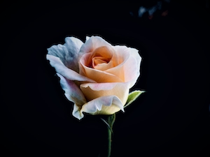 Бутон бледно-розовой розы на черном фоне, крупный план 
