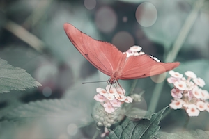 красная бабочка на розовых цветах 