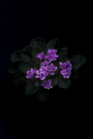 Темно-фиолетовый букет фиалок на черном фоне 