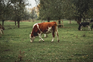 коровы гуляют по траве 