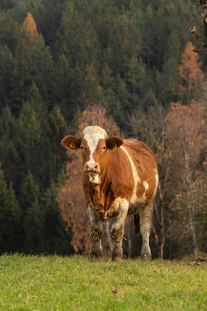 Корова на зеленой траве на фоне леса 