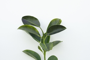 декоративное домашнее растение на белой стене 