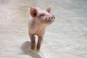 маленькая свинья гуляет по воде 