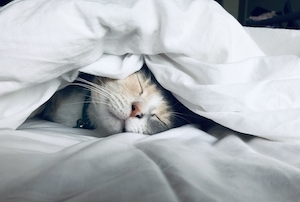 Котик спит внутри одеяла 