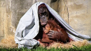Эта мама-орангутанг прижимает к груди своего малыша