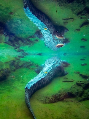 фотография с отражением крокодила на поверхности воды
