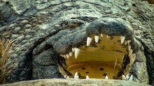 нильский крокодил спит с открытым ртом