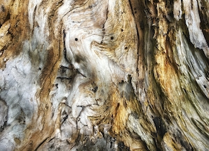 текстура древесины, древесная кора, крупный план 