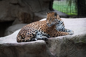 желтоглазый леопард лежит на камне, крупный план 