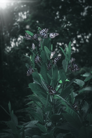 Бабочки на зеленом растении 