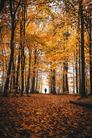 Осенняя прогулка по лесу