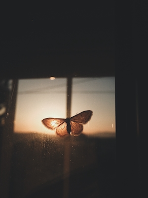 бабочка сидит на окне во время заката, крупный план 