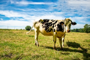 беременная корова на лугу 
