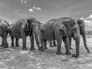черно-белая фотография слонов 