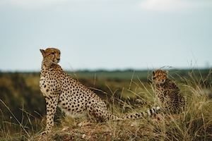 гепард и детеныш гепарда сидят на фоне природы 