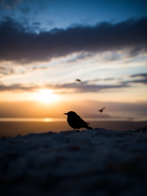 Птица отдыхает на древних римских руинах на вершине горы Масада. На заднем плане видно Мертвое море, отражающее раннее утреннее солнце.