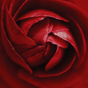 Бутон красной розы, крупный план 